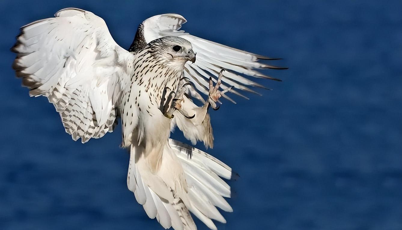 开云体育官方网站-特色飞鹰狩猎体验，感受古老民族狩猎文化