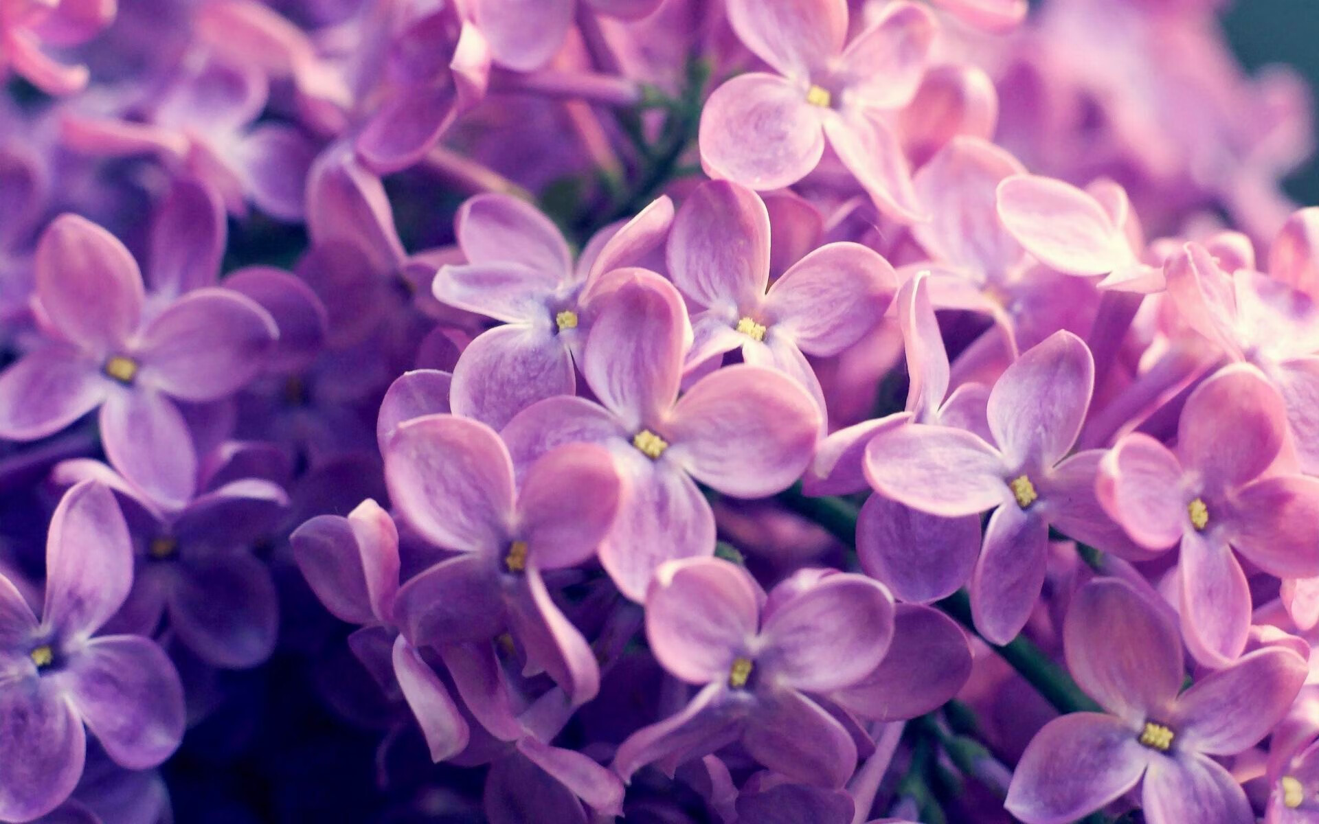 太阳力克森林狼,关键一役中杜兰特连续抢断建功,篮网太阳杜兰特