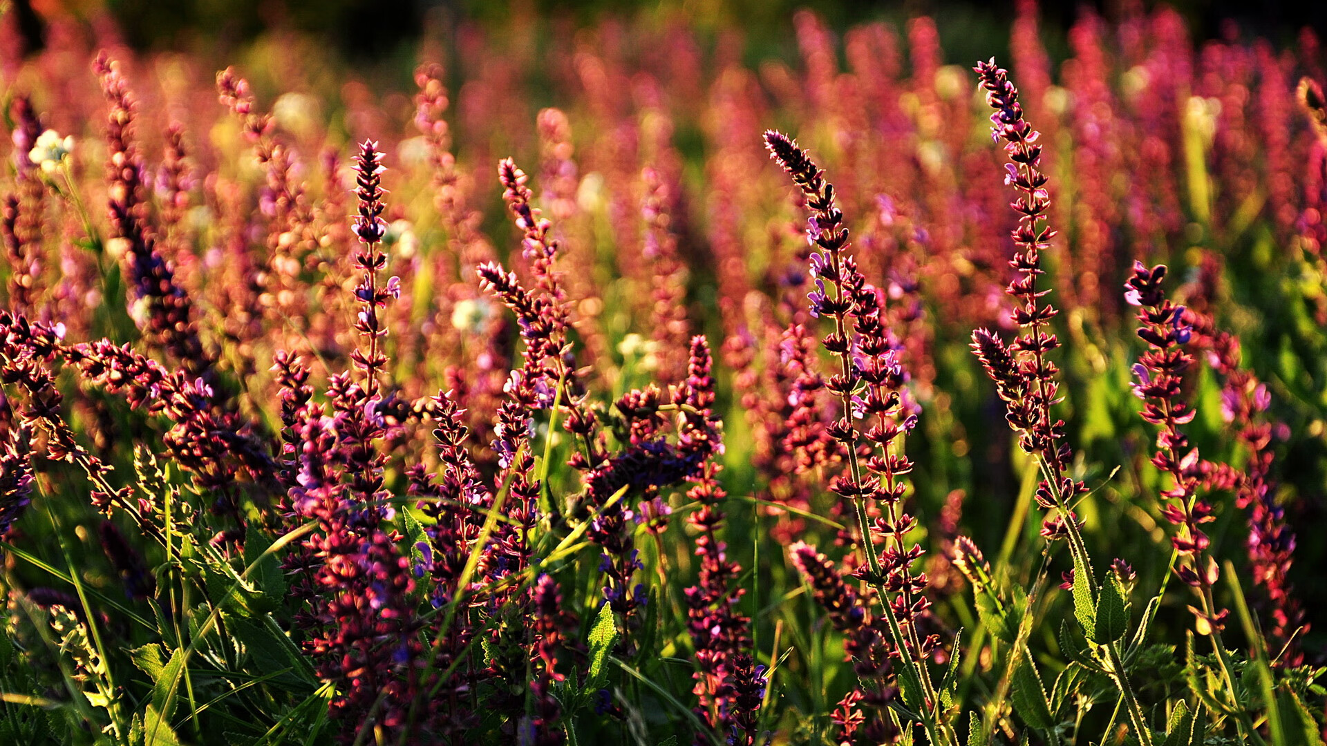 巴西女足在奥运会小组赛中与法国队激战,巴西奥运会女足比赛