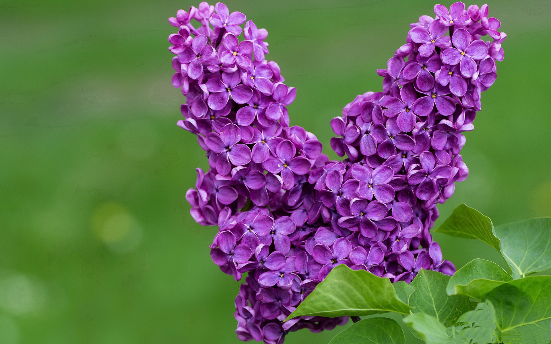 巴西男足在预选赛中被阿根廷淘汰，巴西对阿根廷男排