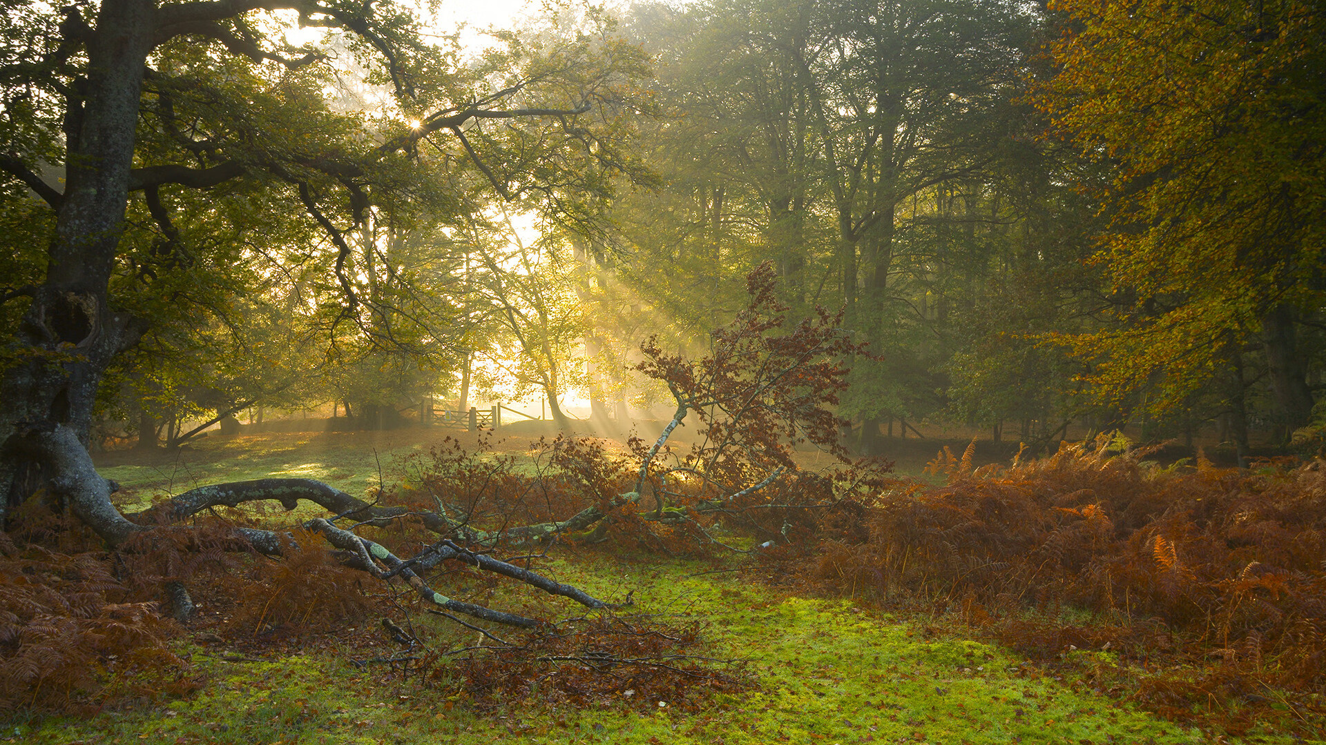 水晶宫撕开阿斯顿维拉防线,准备迎战,水晶宫vs埃弗顿