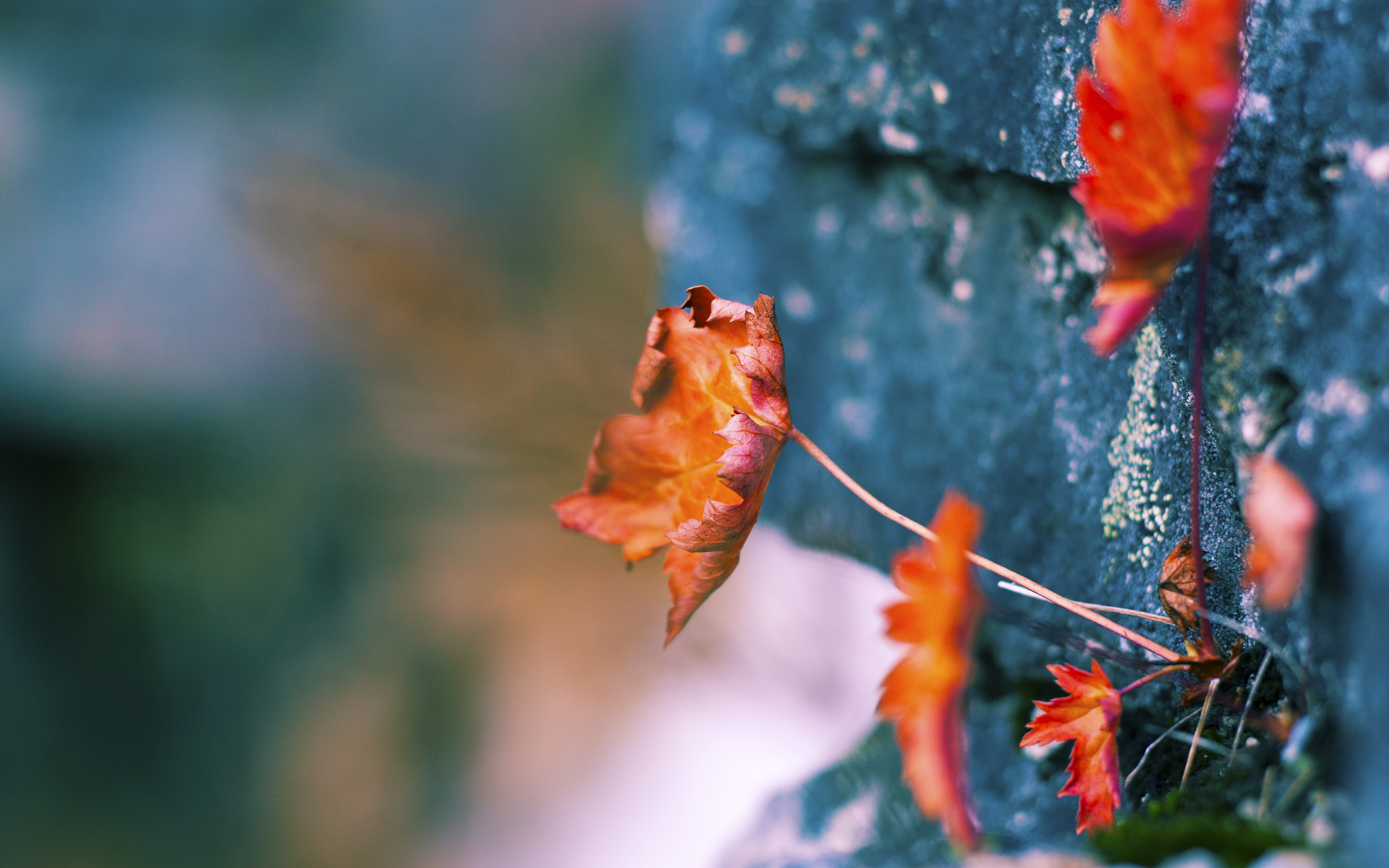 开云体育手机版-技术动作一致性好，评分稳定，技术动作什么意思