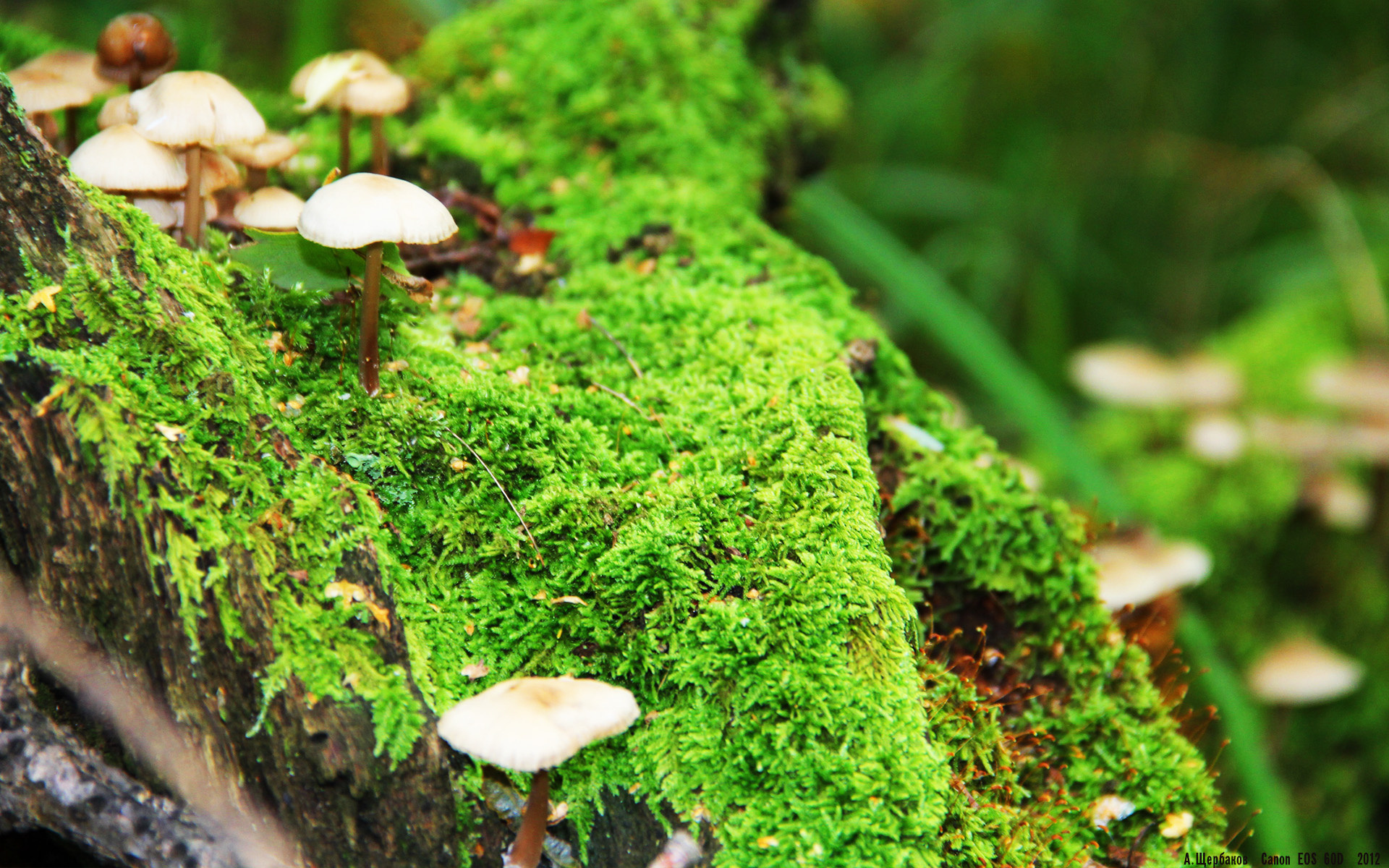 维尔·冯·威克:南非队前锋中的“重型坦克”,突破力极强